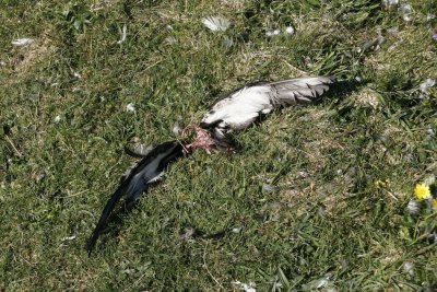 Dead puffin