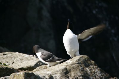 Razorbills