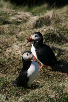 puffins