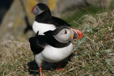 Puffins
