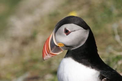 Puffin