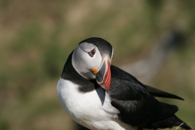 Puffin