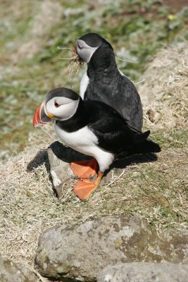 Two puffins