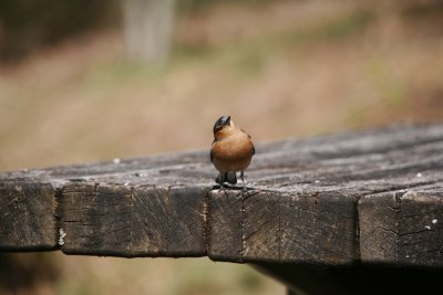 Bird