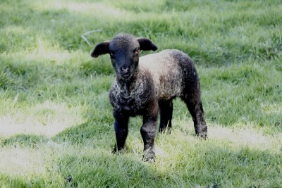 Lamb