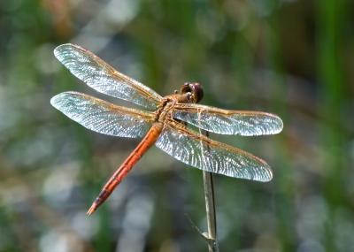 Dragonfly 57_DSC0002.jpg