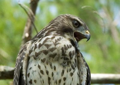 Red shouldered hawk 57_DSC0027 .jpg