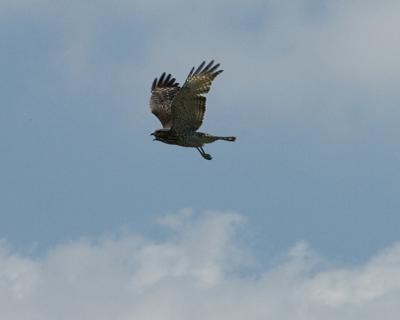 g4/30/524530/3/60536335.Redshoulderedhawk810_DSC0020.jpg