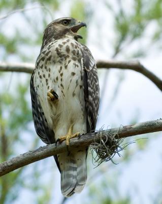 g4/30/524530/3/60536338.Redshoulderedhawk810lazar_DSC0061.jpg