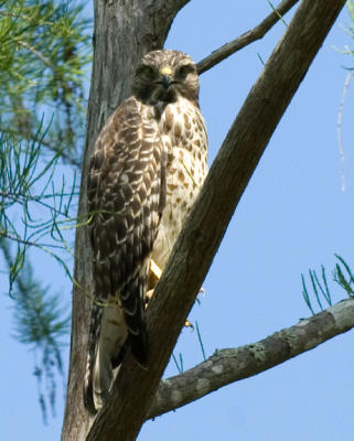 Red shouldered hawk 810_DSC0005.jpg