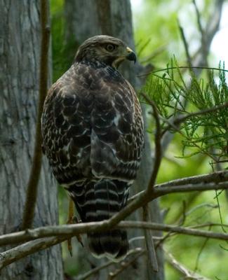 Red shouldered hawk 810_DSC0034.jpg