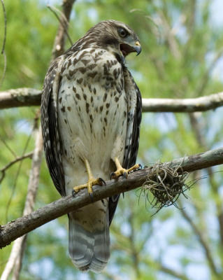 g4/30/524530/3/60536453.Redshoulderedhawk810_DSC0049.jpg