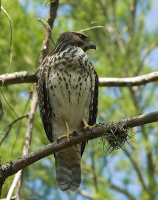 g4/30/524530/3/60536504.Redshoulderedhawk810_DSC0051.jpg