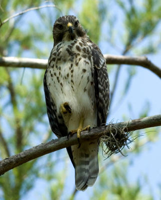 Red shoulldered hawk 810_DSC0056.jpg
