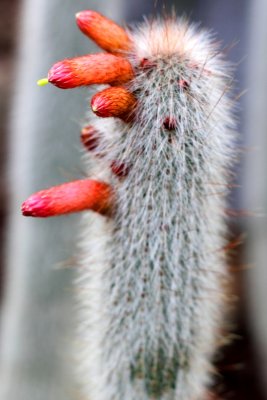 Peruvian Old Man cactus, Chicago Botanical Garden