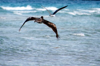 Bird chasing bird, South Beach, Miami