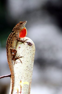 Lizard, Tropical Miami