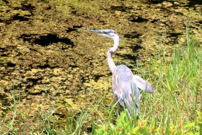 Great Blue Heron, Everglades National Park, Shark Valley, Florida