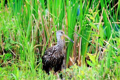 American Bittern, Everglades National Park, Shark Valley, Florida