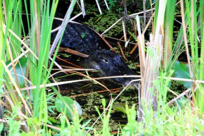 Alligator on stealth mode, Everglades National Park, Shark Valley, Florida