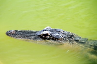 Alligator close-up, Everglades National Park, Shark Valley, Florida