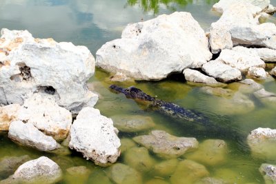 Alligator, Everglades National Park, Shark Valley, Florida