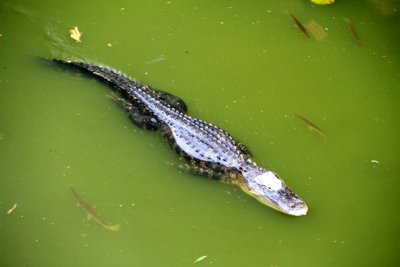 Alligator with fish, Everglades National Park, Shark Valley, Florida