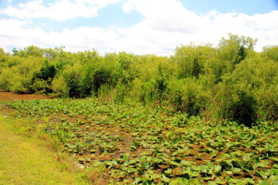 Everglades National Park, Shark Valley, Florida