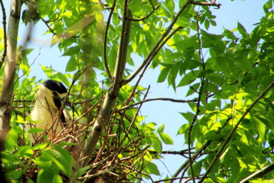 Endangered Black-crowned night herons nesting, Lincoln Park, Chicago