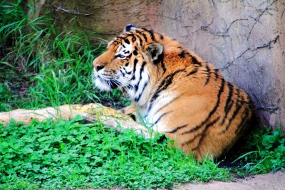 Tiger, Lincoln Park Zoo, Chicago