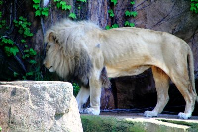 Lion, Lincoln Park Zoo, Chicago