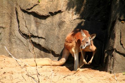 Kangaroo, Lincoln Park Zoo, Chicago