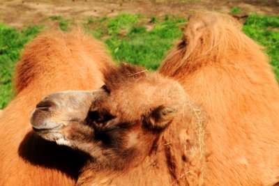 Camel, Lincoln Park Zoo, Chicago
