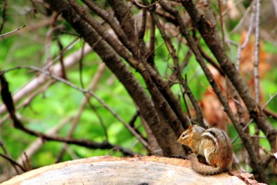Squirrel, Chain O' Lakes State Park, IL
