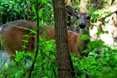 Deer at Wellington Park, Deer Grove Forest Preserve, IL