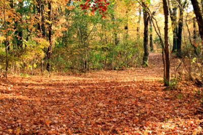 Fall Colors, Mirror Lake State Park, Wisconsin