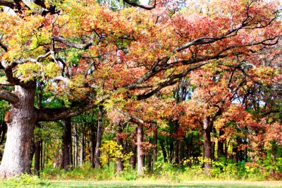 Morton Arboretum - Korea Trail