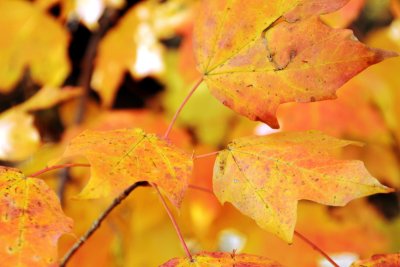 Morton Arboretum - Fall leaves