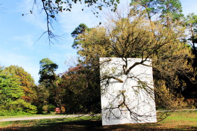 Morton Arboretum - Wall in Blue Ash Tree, Nature Unframed