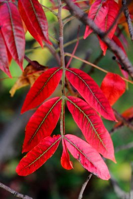 Morton Arboretum - Fall leaves
