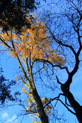 Morton Arboretum - One tree shows off its colors