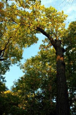 Morton Arboretum - Beauty of a tree