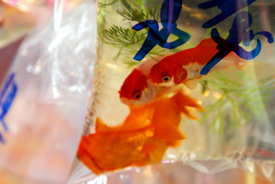 Gold Fish market, Mong Kok, Hong Kong