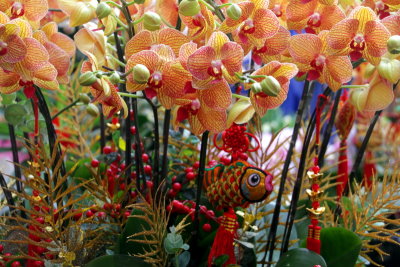 Orchids, Flower Market, Mong Kok, Hong Kong