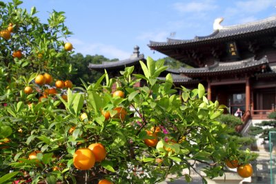 Kumquat tree, Chi Lin Nunnery, Diamond Hill, Kowloon, Hong Kong