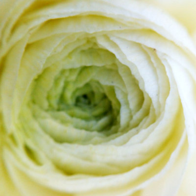 Chicago Botanic Garden - White Rose macro