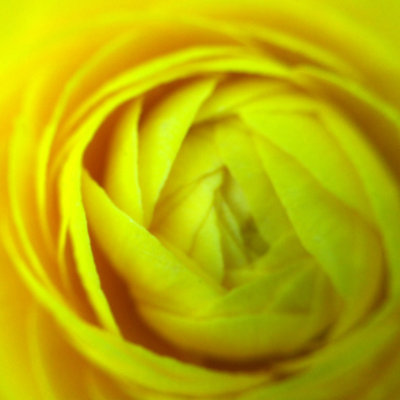 Chicago Botanic Garden - Yellow Rose macro