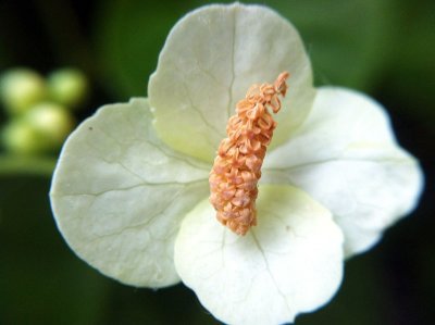 Chicago Botanic Garden - flower macro