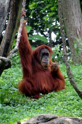 Cincinnati Zoo - Orangutan