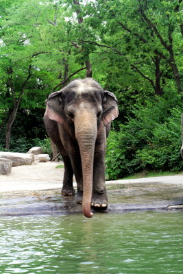 Cincinnati Zoo - Indian Elephant